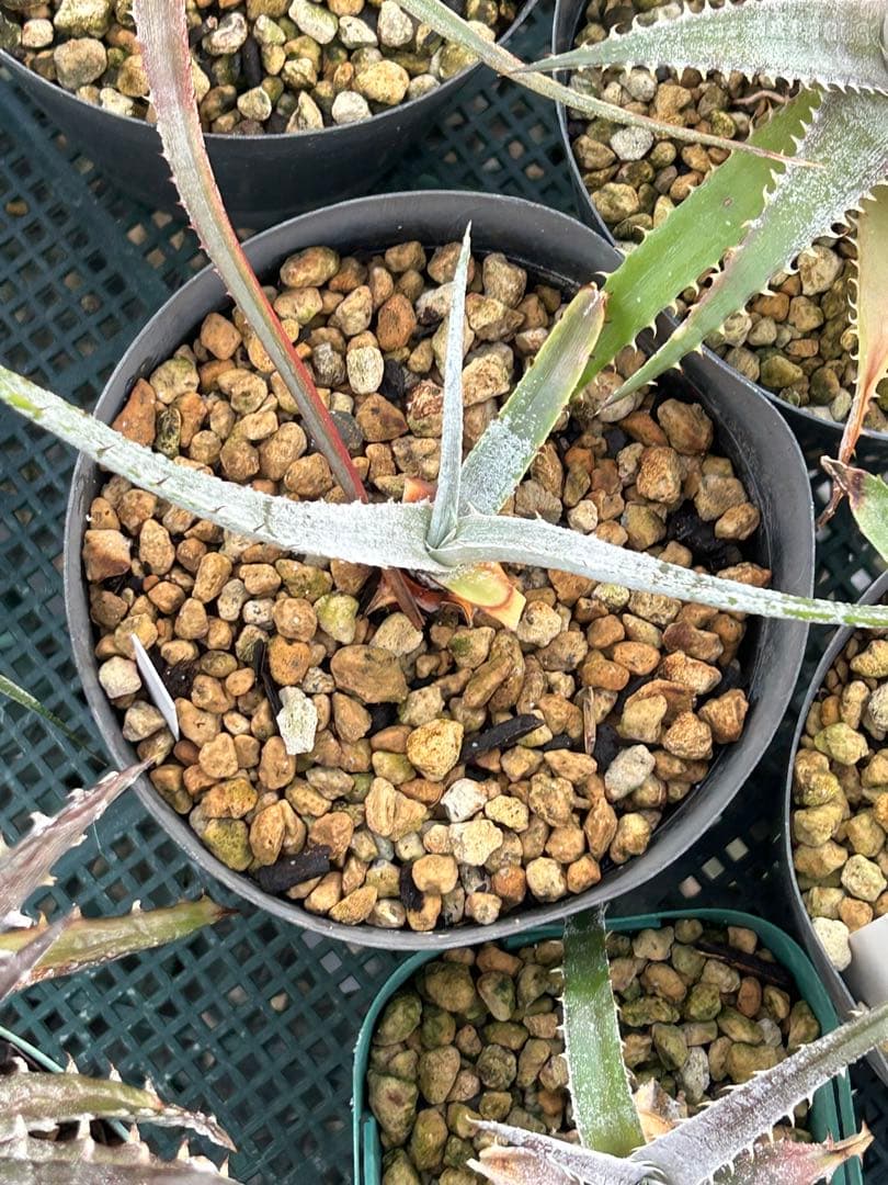 MRB ディッキア Dyckia まとめ売り MRB棚4番 10株