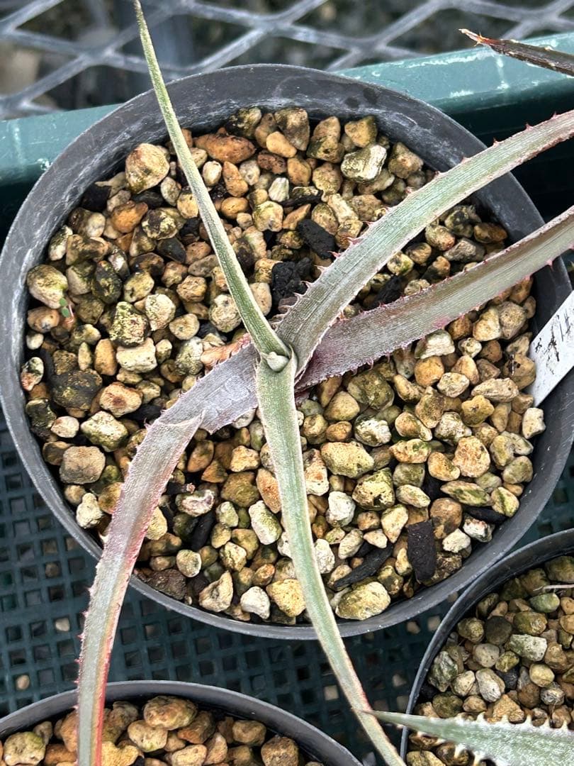 MRB ディッキア Dyckia まとめ売り MRB棚4番 10株
