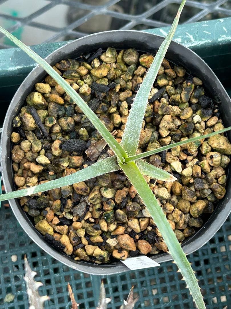 MRB ディッキア Dyckia まとめ売り MRB棚4番 10株