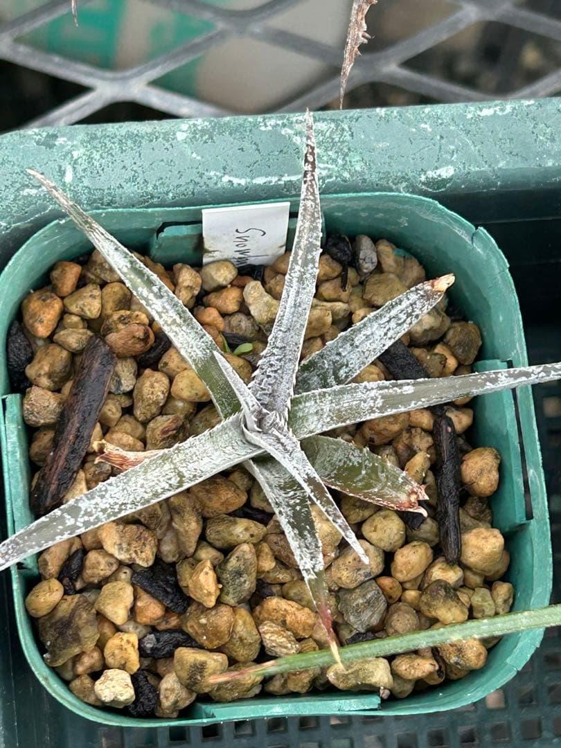 MRB ディッキア Dyckia まとめ売り MRB棚4番 10株
