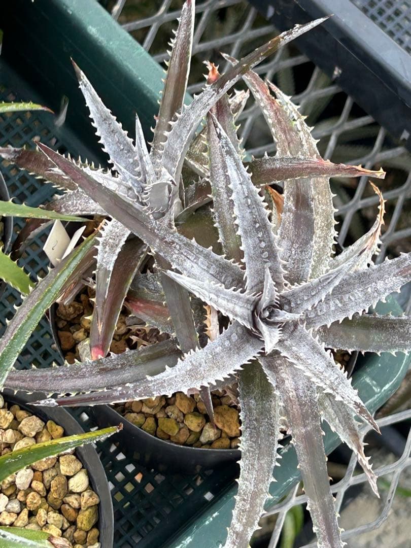 MRB ディッキア Dyckia まとめ売り MRB棚4番 10株