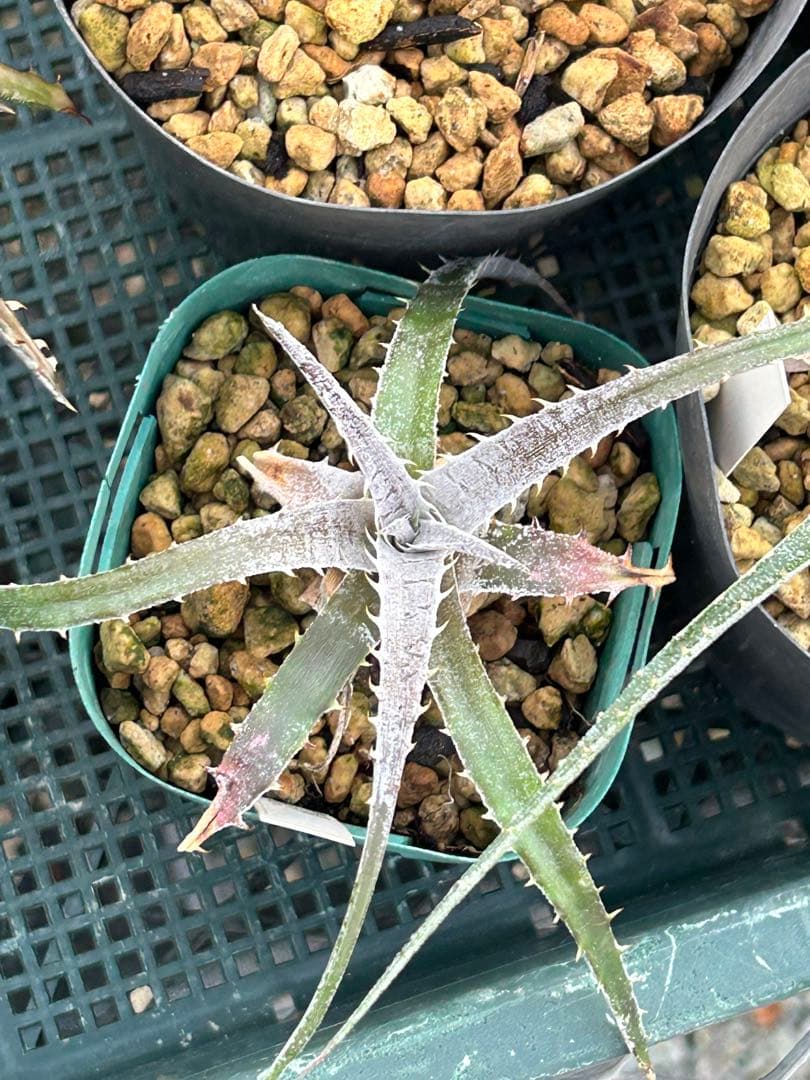 MRB ディッキア Dyckia まとめ売り MRB棚4番 10株