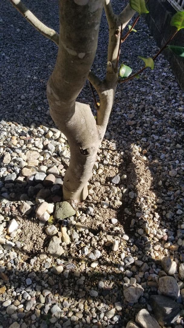 初椿　庭木　ツバキ　大苗　ガーデニング　植木 　樹齢約20～25年　引取三重