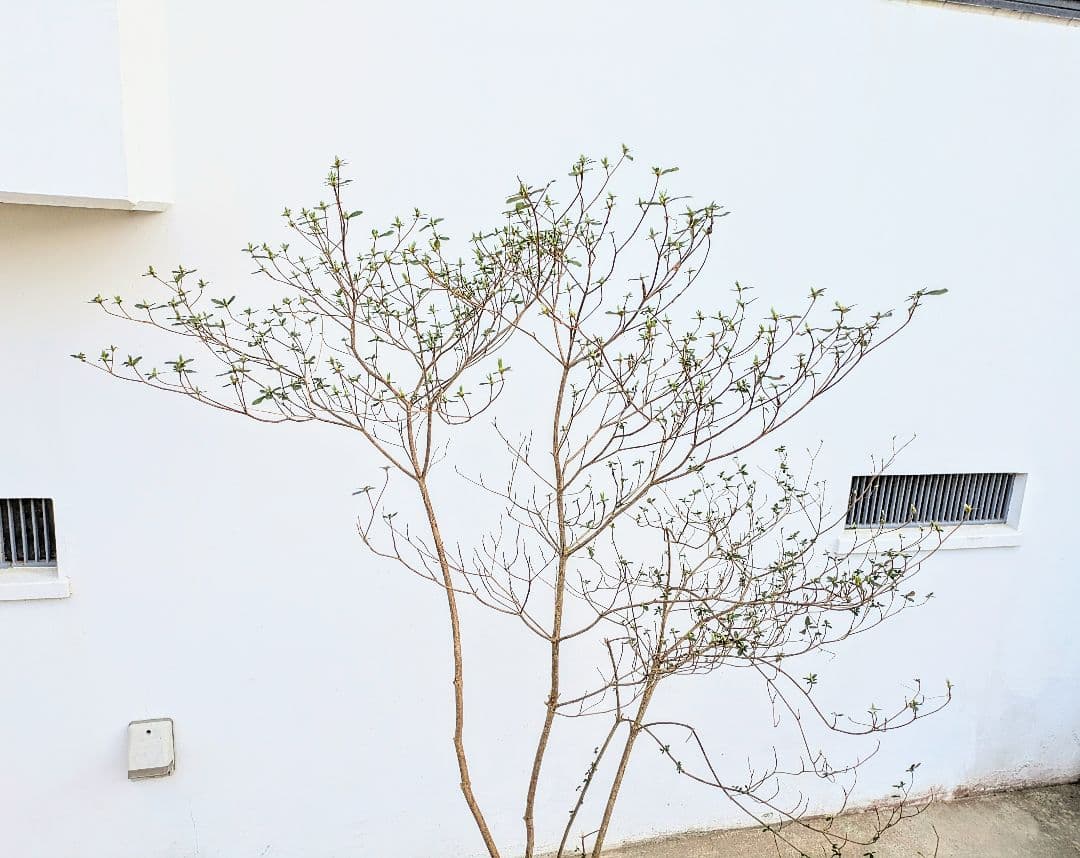 見返り美人。山採りヤマツツジ。