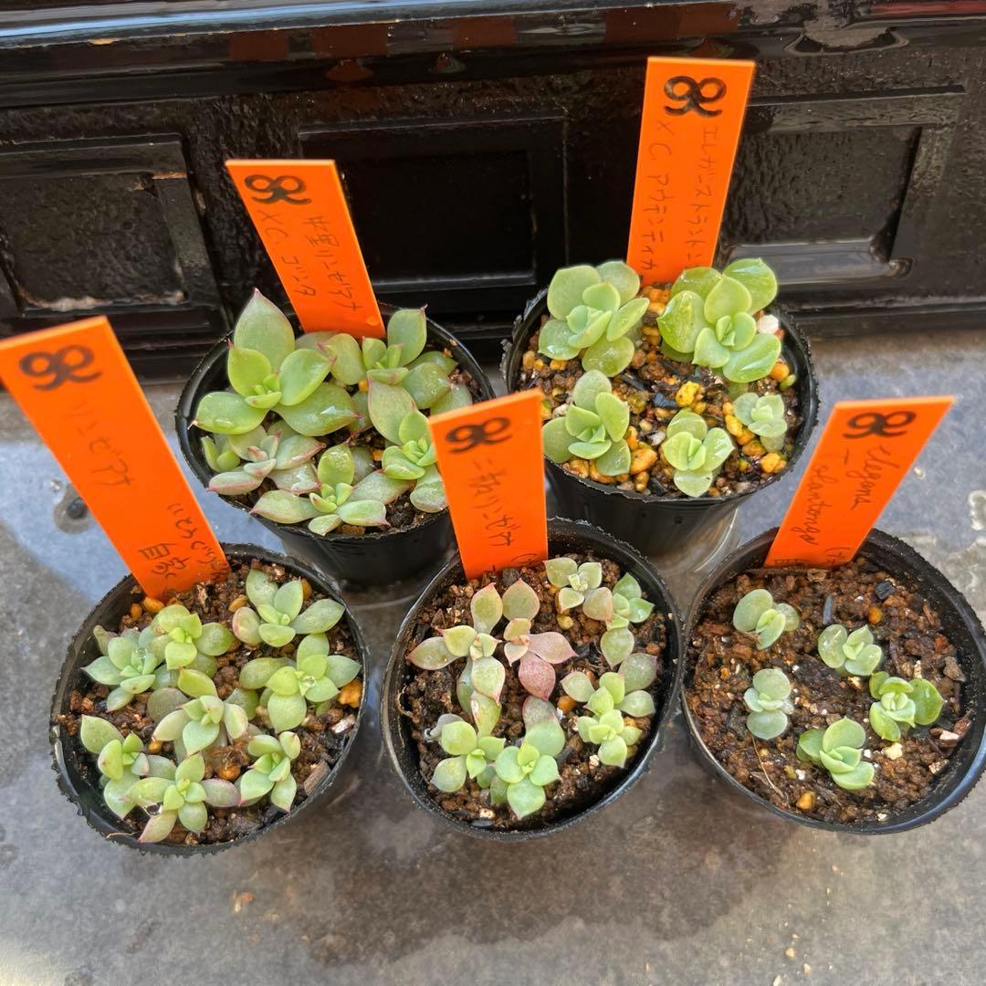 n*☆様 2025実生苗セットa 4センチポット