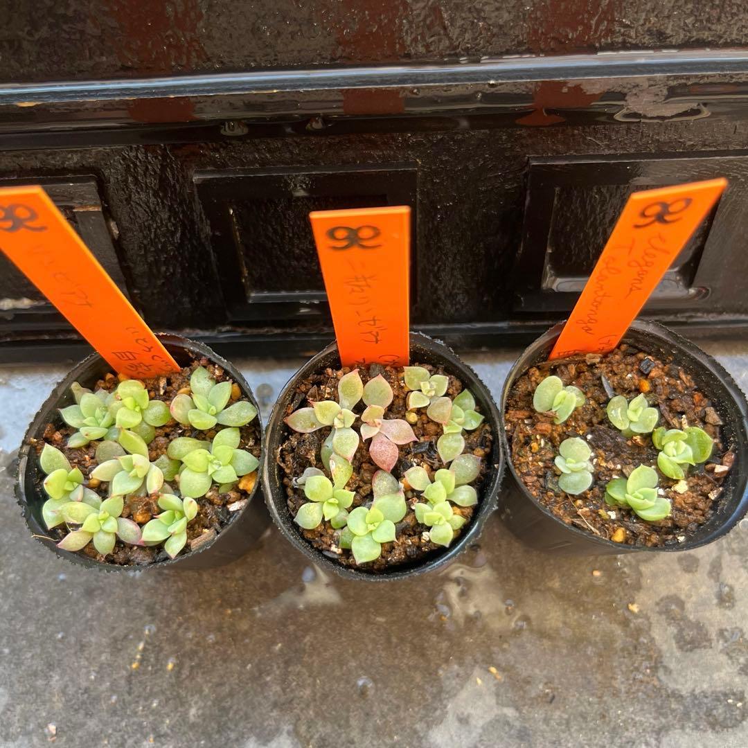 n*☆様 2025実生苗セットa 4センチポット