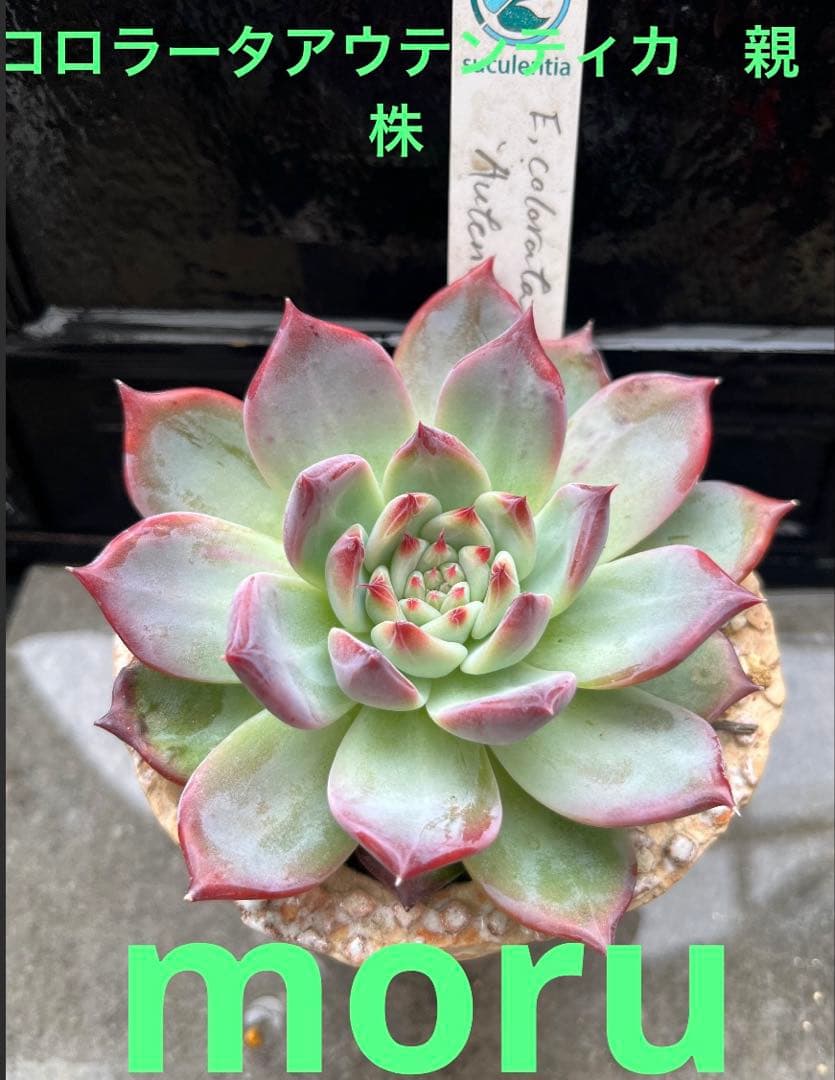 n*☆様 2025実生苗セットa 4センチポット