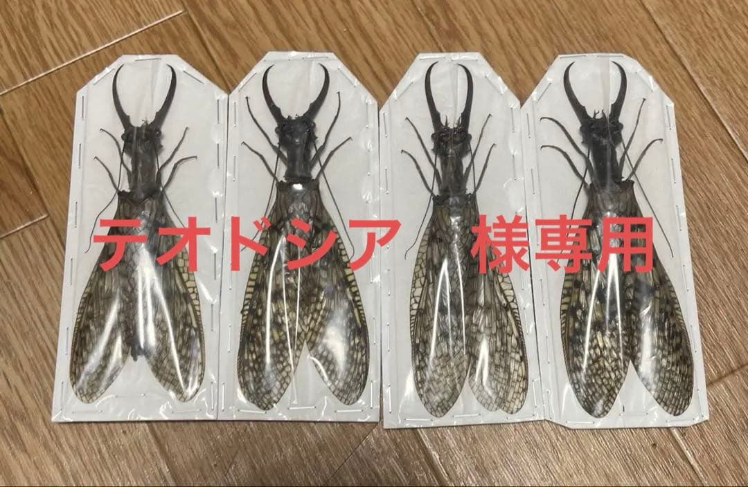 専用　オオキバヘビトンボ　標本　2種1体ずつ