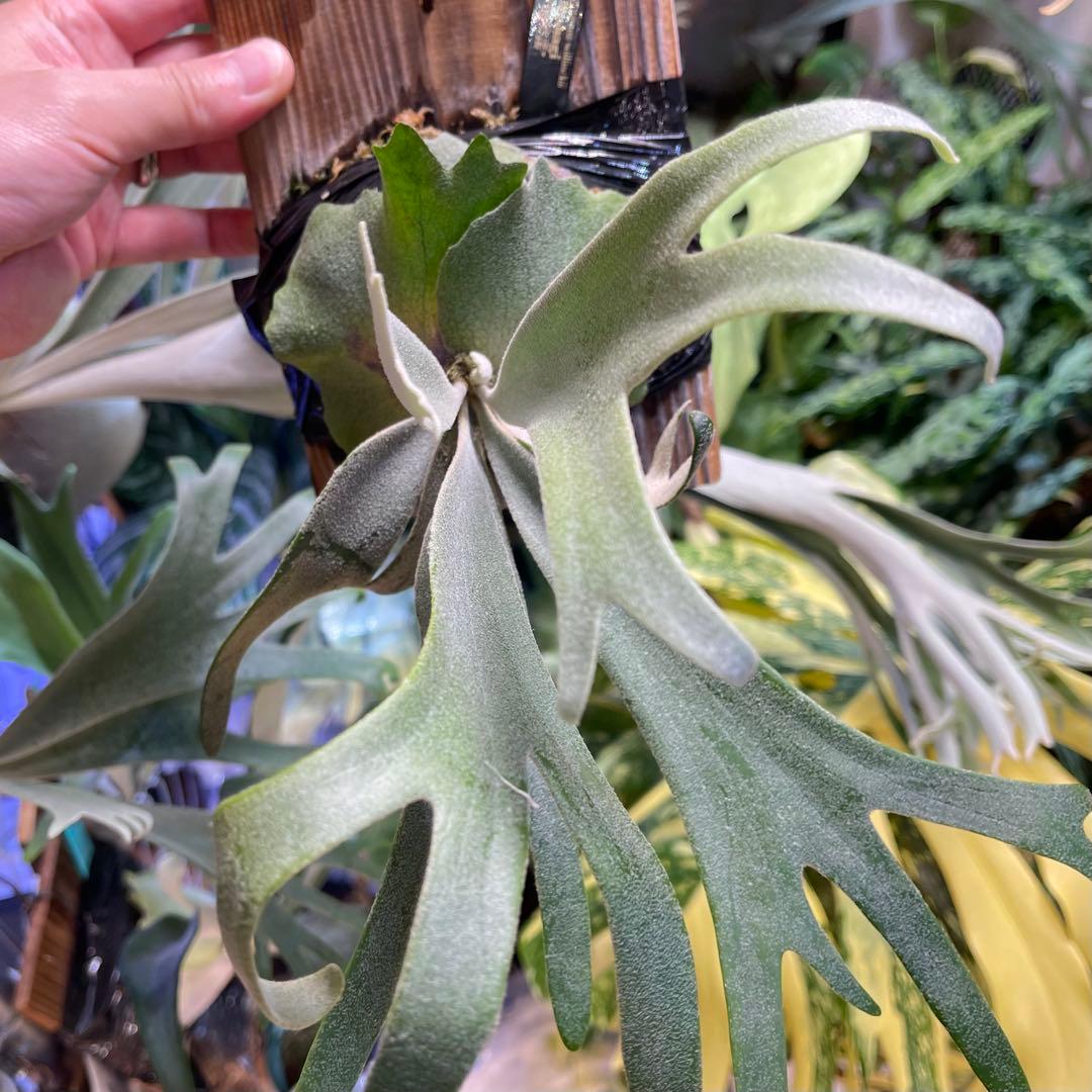 willinckii IZANAGI 伊奘諾 伊弉諾 ビカクシダ Izangi