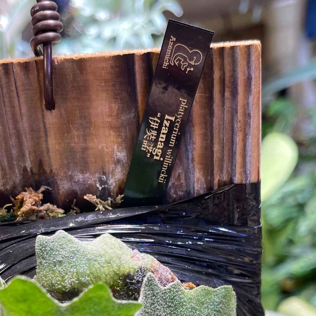 willinckii IZANAGI 伊奘諾 伊弉諾 ビカクシダ Izangi