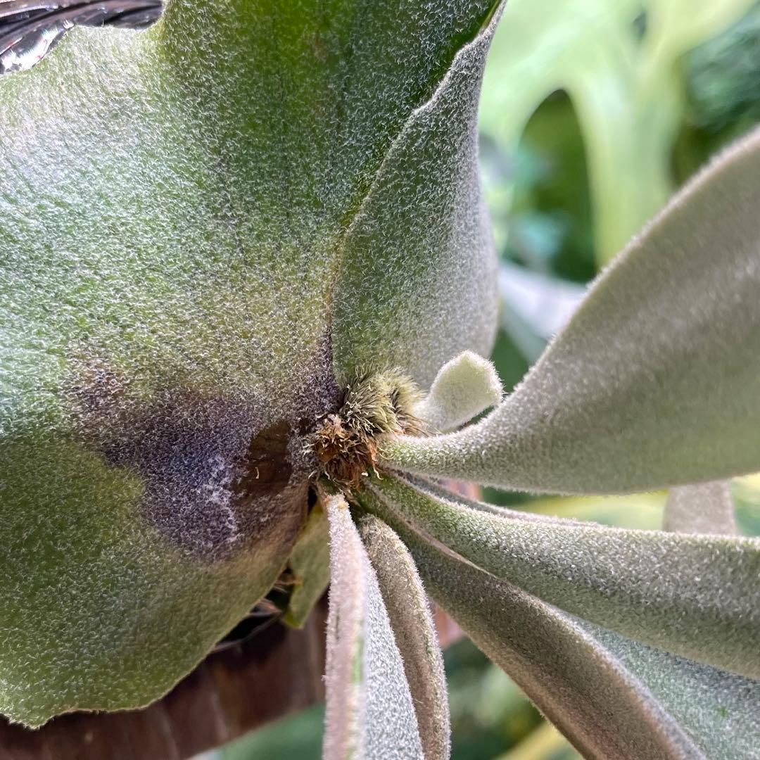 willinckii IZANAGI 伊奘諾 伊弉諾 ビカクシダ Izangi