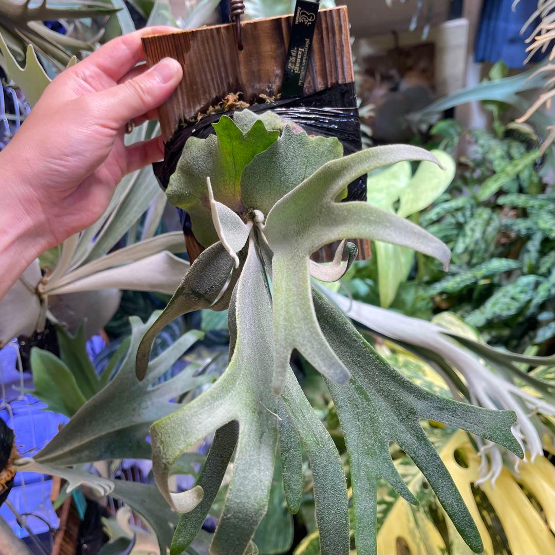 willinckii IZANAGI 伊奘諾 伊弉諾 ビカクシダ Izangi