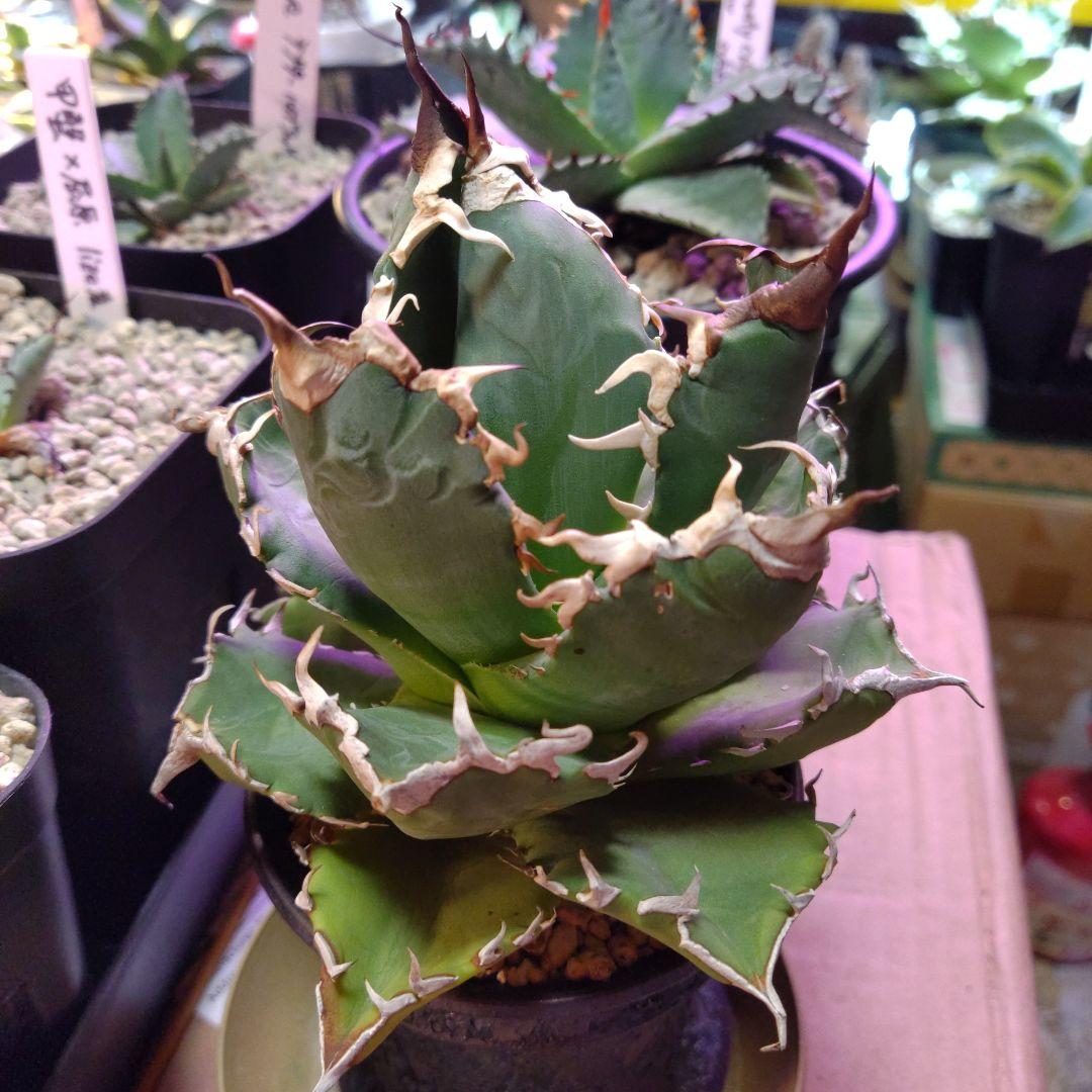 アガベ 　九尾狐②　鉢ごと匿名発送！