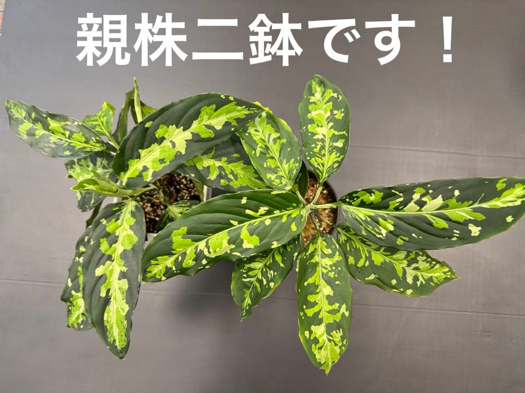 アグラオネマピクタムトリカラー　白黒親株二鉢！　超お買い得！鉢毎発送！