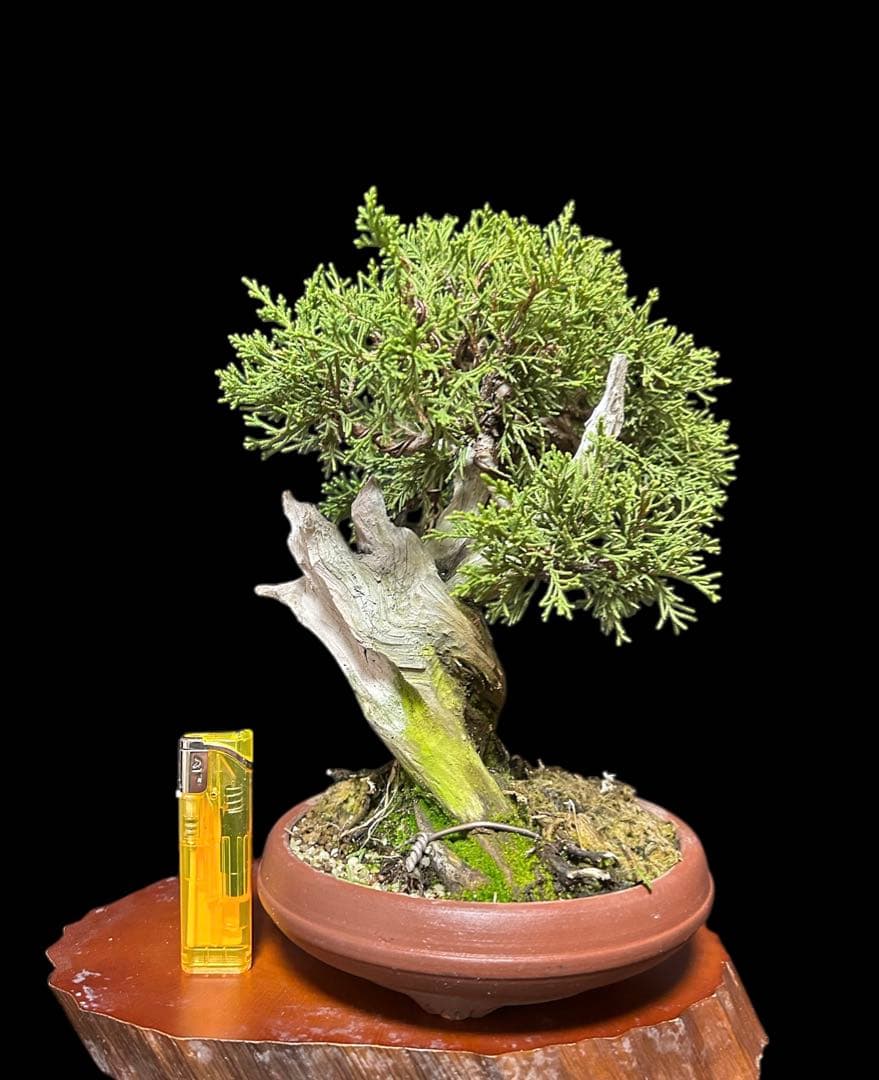 【盆栽屋大和】真柏 小品盆栽 取りに来れる方大歓迎 自社配送も可