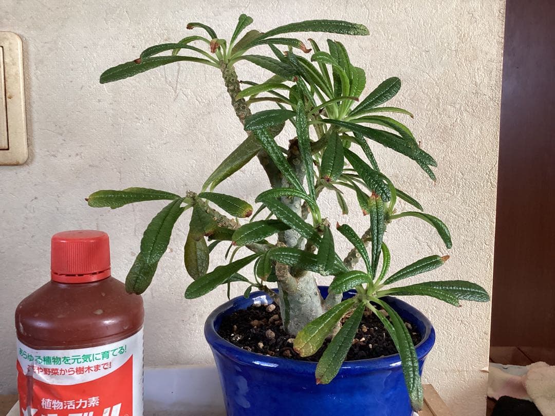 ドルステニア　ギガス 実生