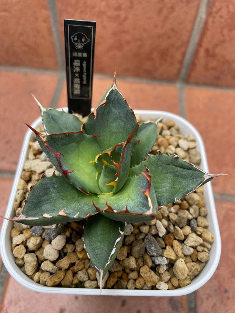 アガベ ハイブリッド　曙光姫　曙光×姫嚴龍