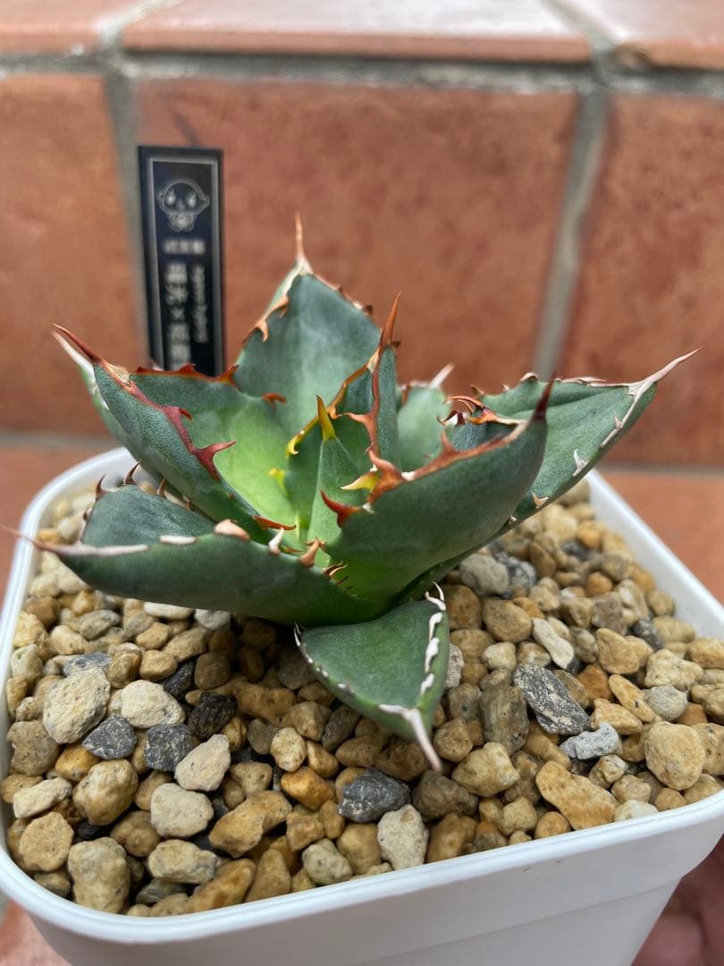 アガベ ハイブリッド　曙光姫　曙光×姫嚴龍