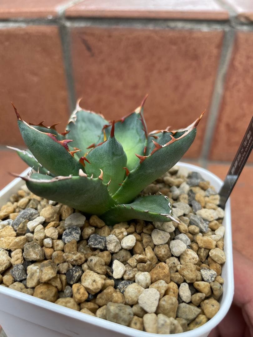 アガベ ハイブリッド　曙光姫　曙光×姫嚴龍