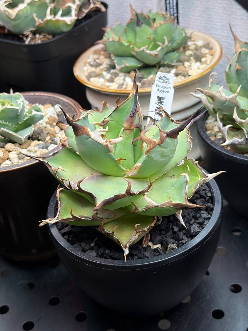 アガベ チタノタ ハデス 黒帝斯