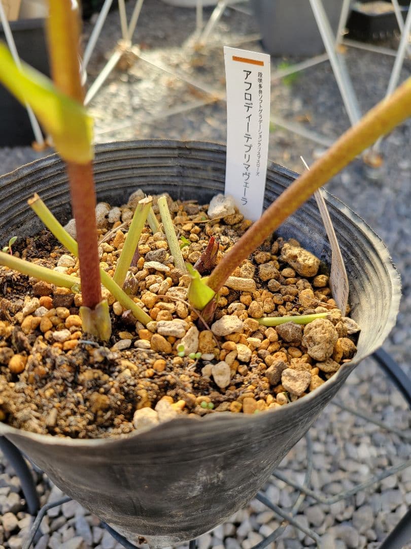 アフロディーテプリマヴェーラ　加藤農園