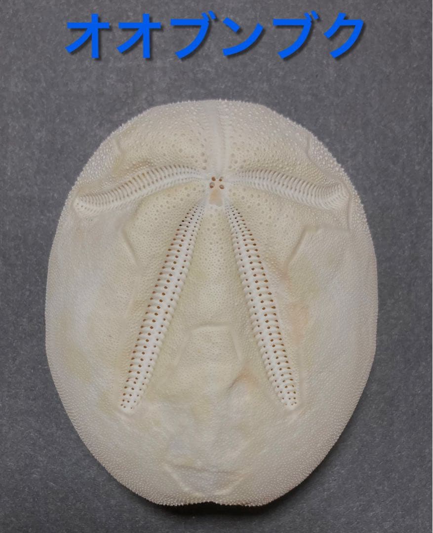 オオブンブク　ブンブク　ウニ　ウニ殻　標本