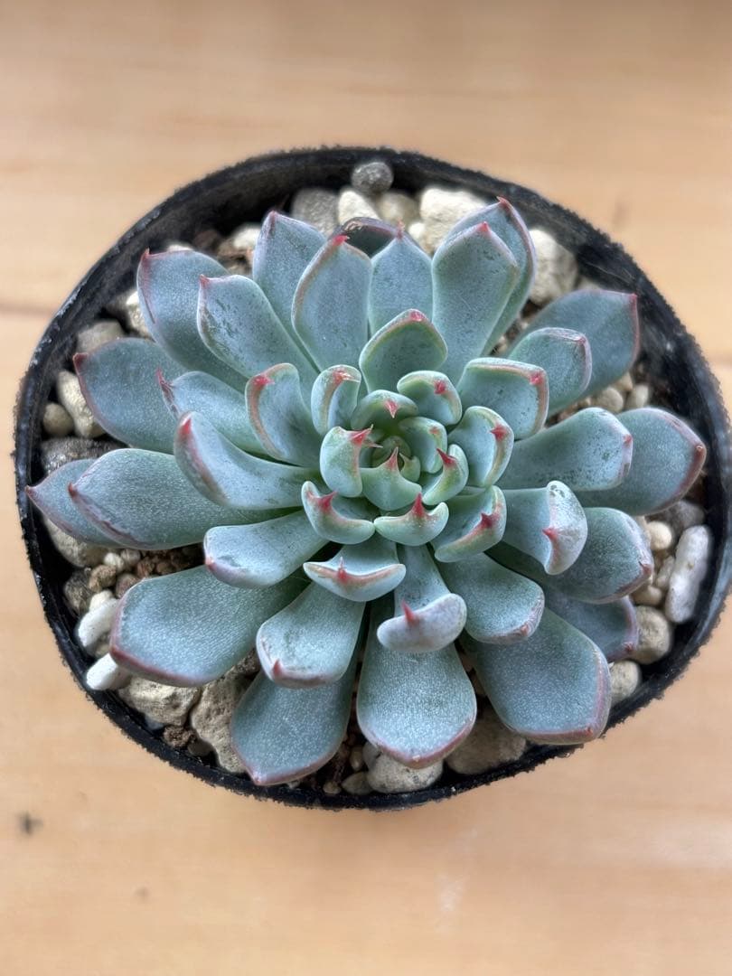 おらいさん ザラゴーサSPノバ 札付きポットごと メルカリ便