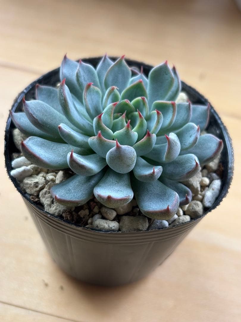 おらいさん ザラゴーサSPノバ 札付きポットごと メルカリ便