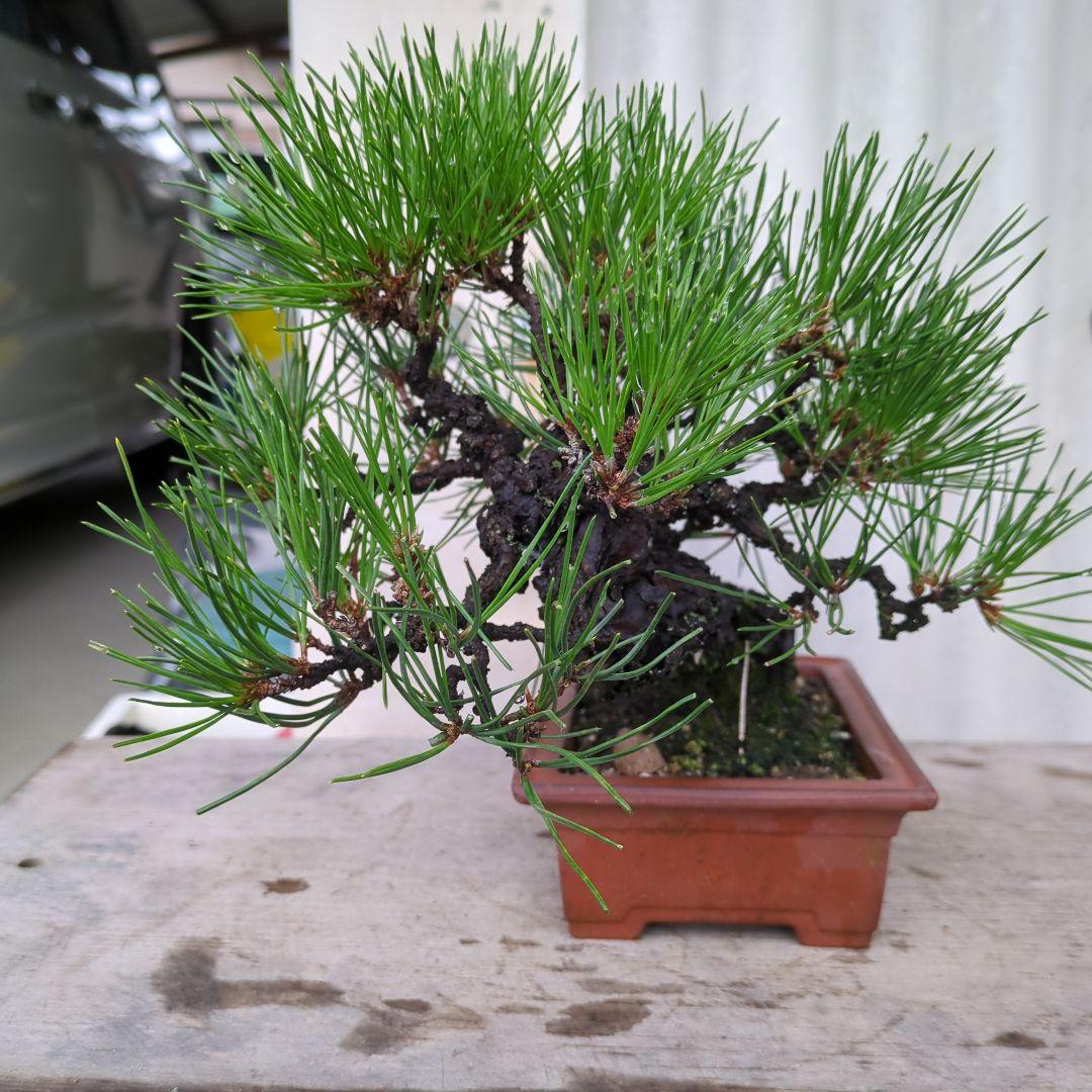松盆栽 高さ約20cm 茶色の鉢