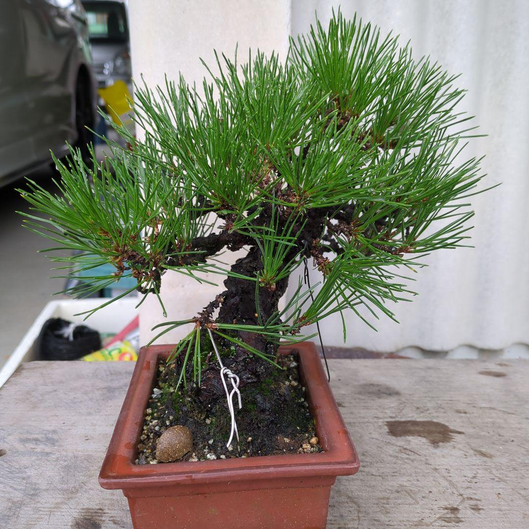 松盆栽 高さ約20cm 茶色の鉢