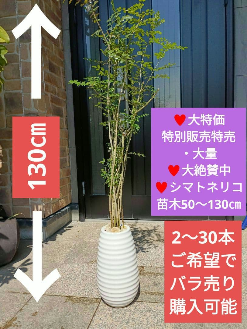 ♥大特価・特別販売特売・大量10本 ♥大絶賛中♥シマトネリコ苗木50～130㎝