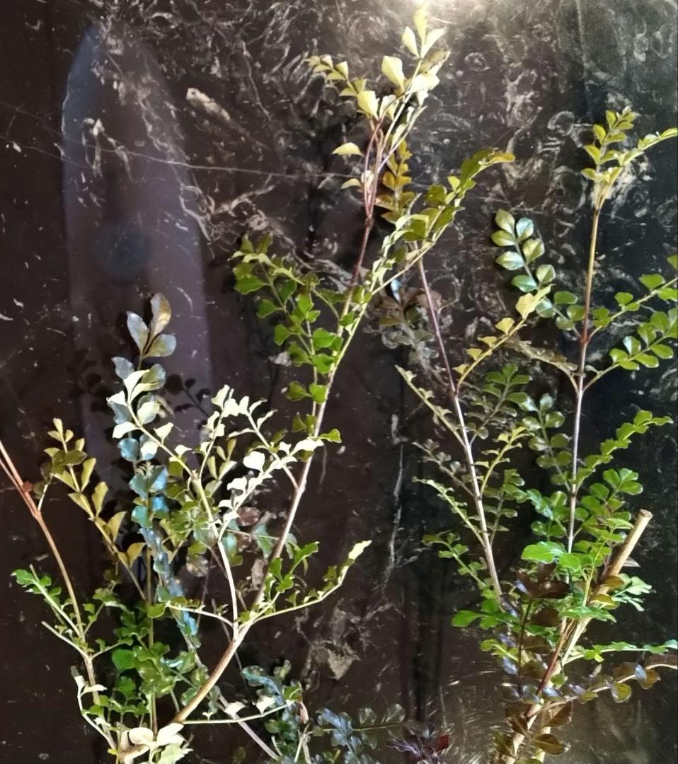 ♥大特価・特別販売特売・大量10本 ♥大絶賛中♥シマトネリコ苗木50～130㎝