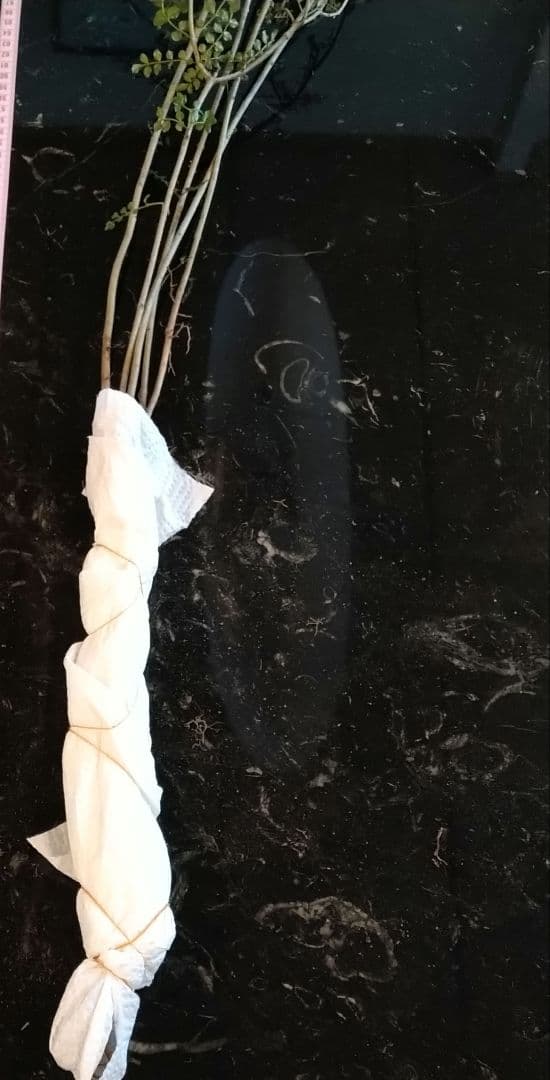 ♥大特価・特別販売特売・大量10本 ♥大絶賛中♥シマトネリコ苗木50～130㎝