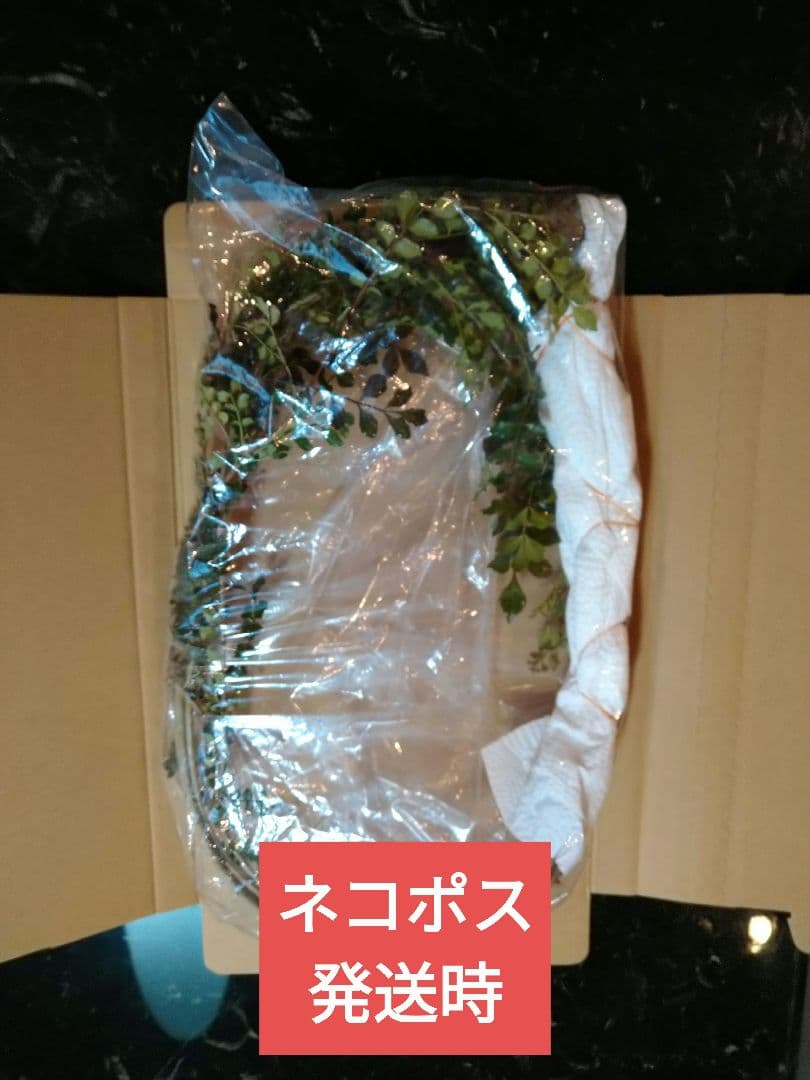 ♥大特価・特別販売特売・大量10本 ♥大絶賛中♥シマトネリコ苗木50～130㎝