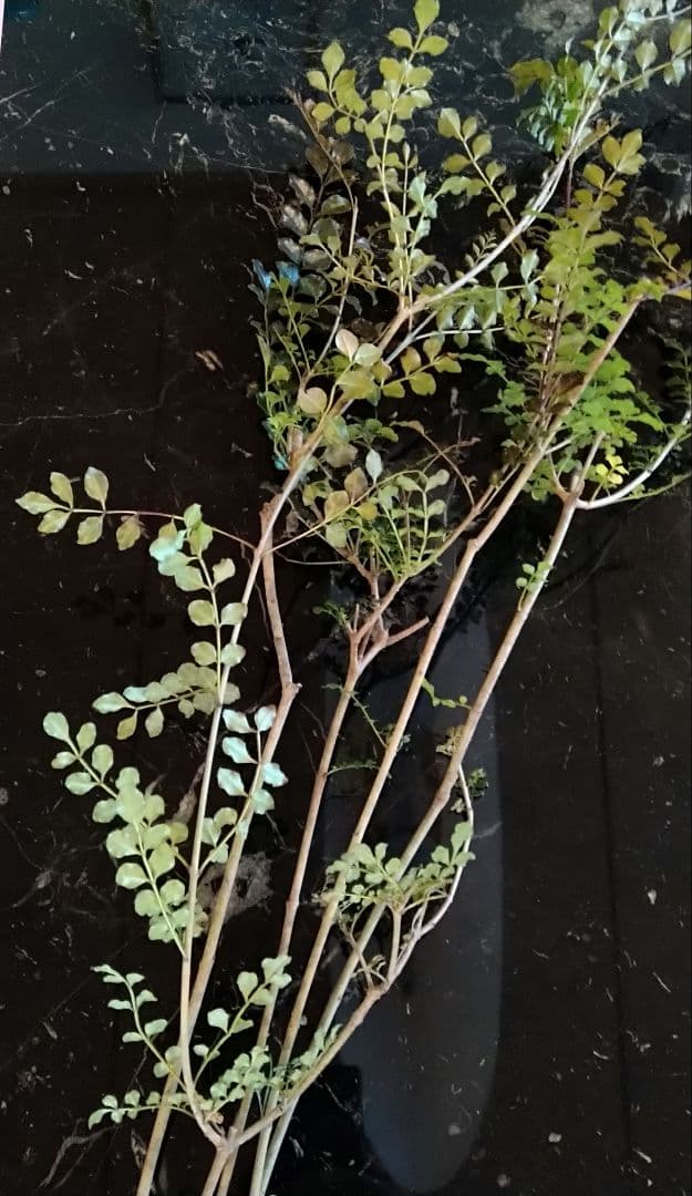 ♥大特価・特別販売特売・大量10本 ♥大絶賛中♥シマトネリコ苗木50～130㎝