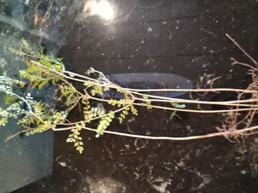 ♥大特価・特別販売特売・大量10本 ♥大絶賛中♥シマトネリコ苗木50～130㎝