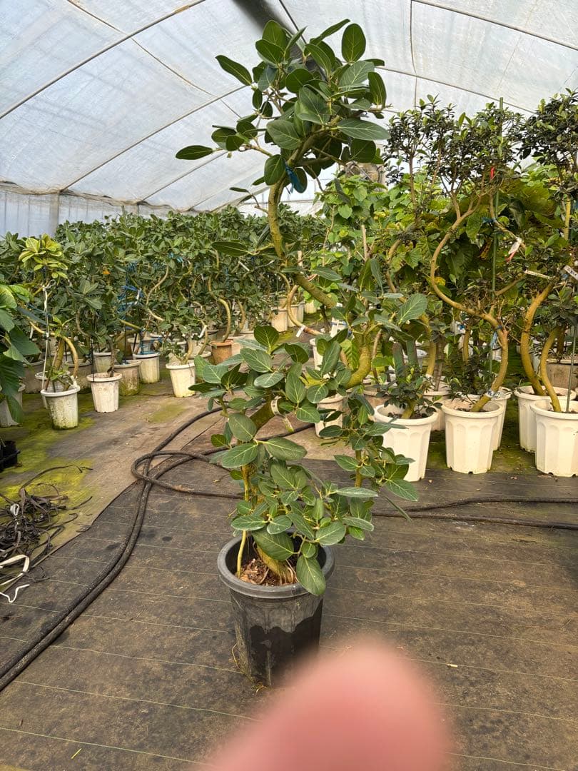 極太螺旋状ベンガレンシス　約1.6メートル 10号　現品