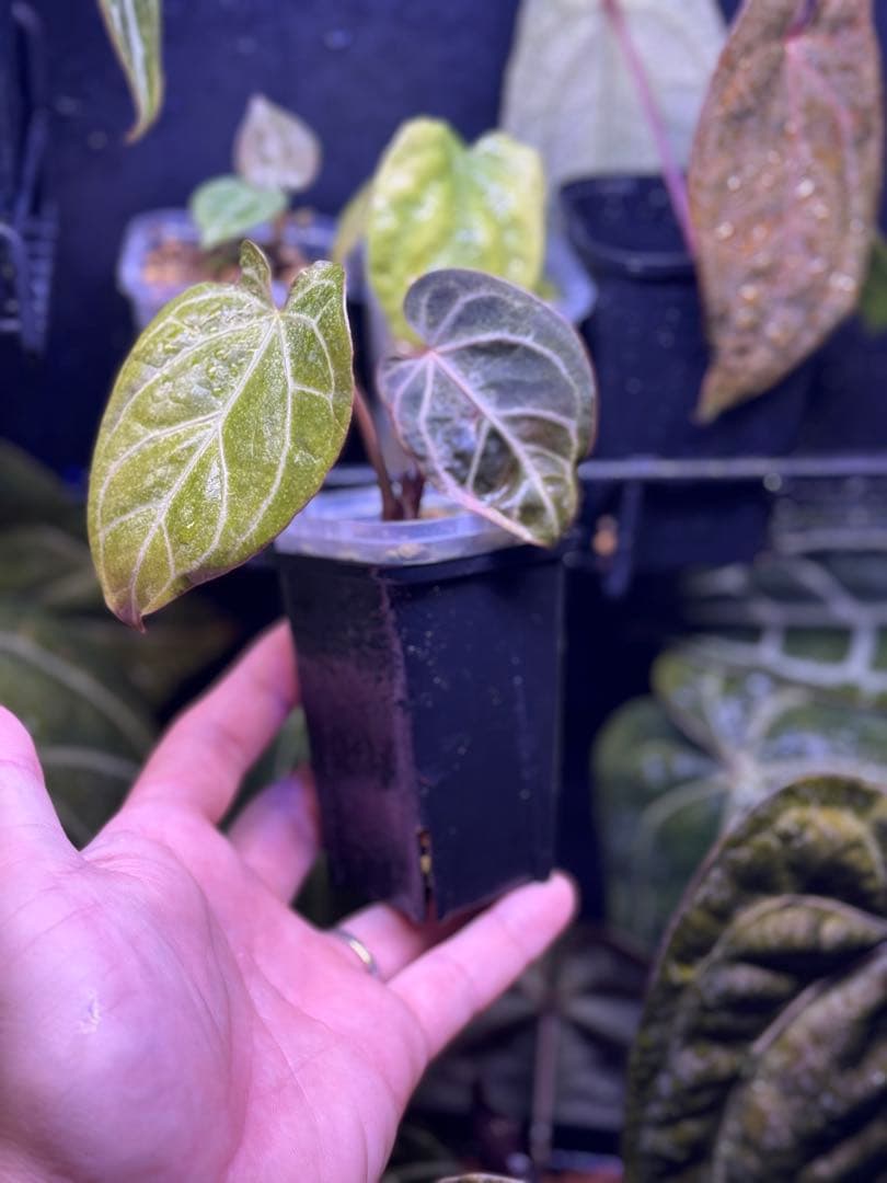 アンスリウム　WonderBoy self