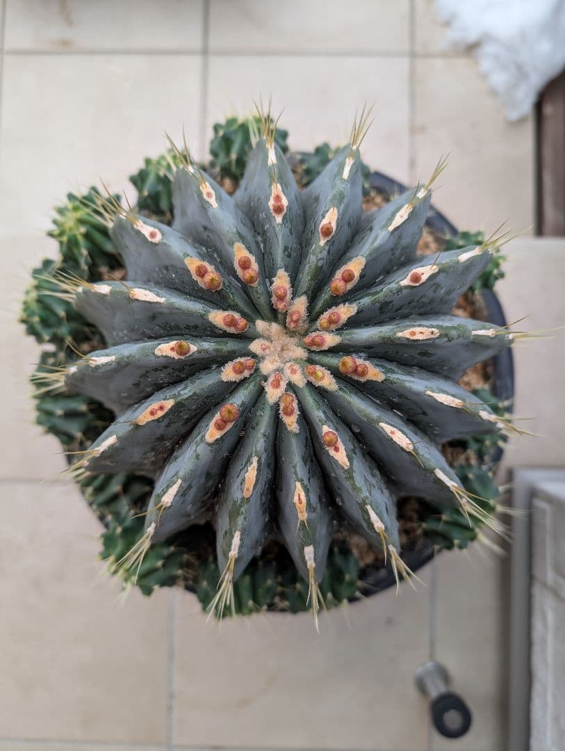 【Omc Labo】極上3　フェロカクタス刺無王冠竜　希少 サボテン　古木