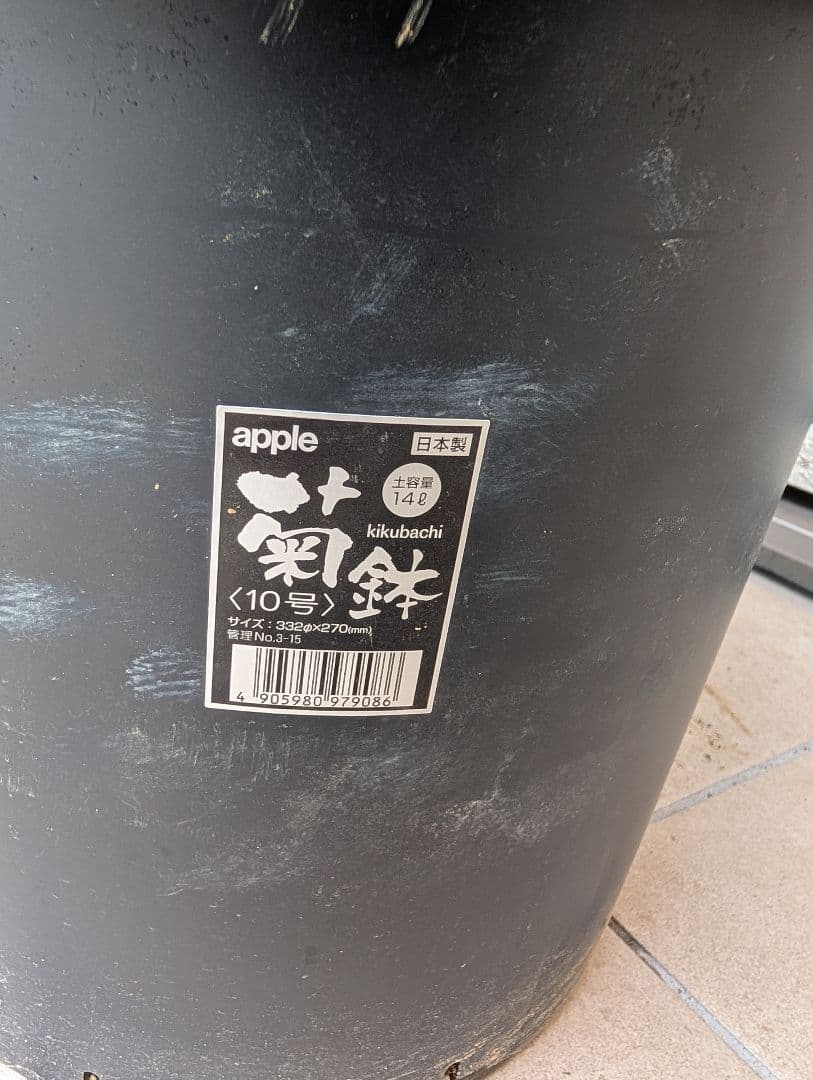 【Omc Labo】極上3　フェロカクタス刺無王冠竜　希少 サボテン　古木