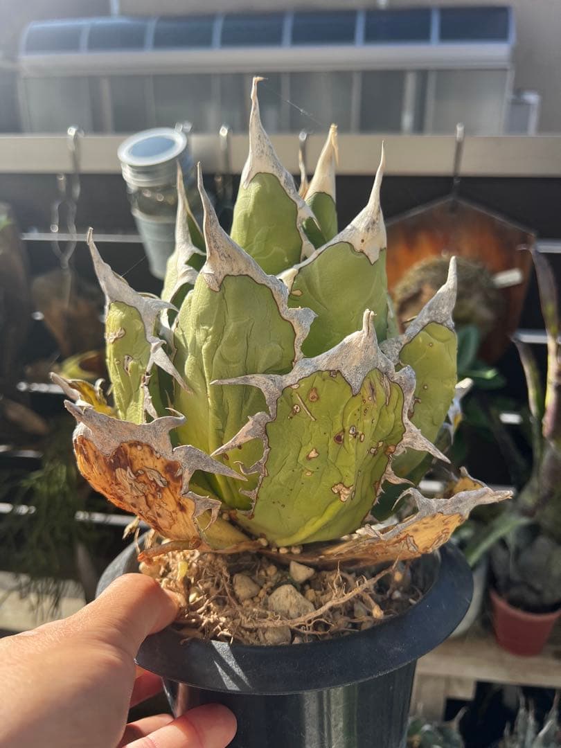 アガベ　オアハカ 現地球