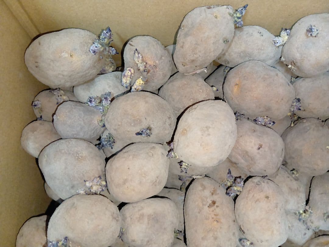 インカのめざめ 種芋 7kg①