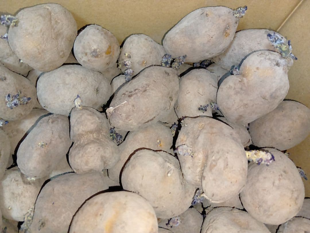 インカのめざめ 種芋 7kg①