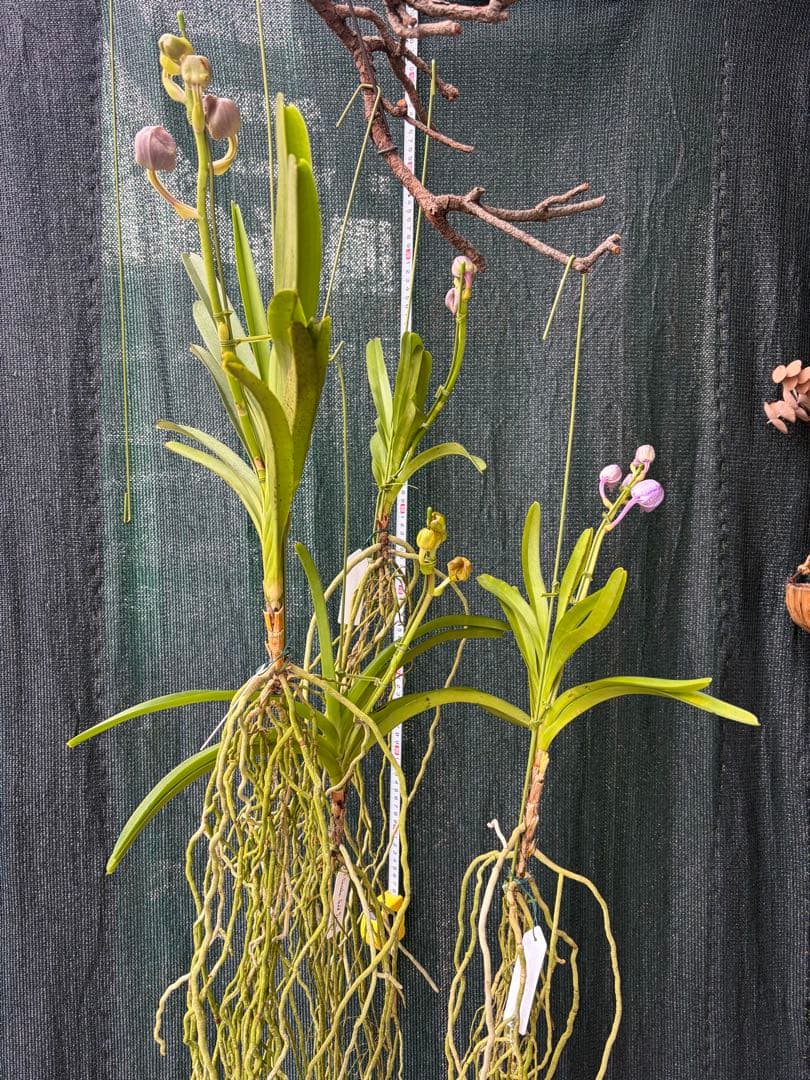 【特選】　洋蘭　バンダ　4種4株 サンチャイゴールドスポット