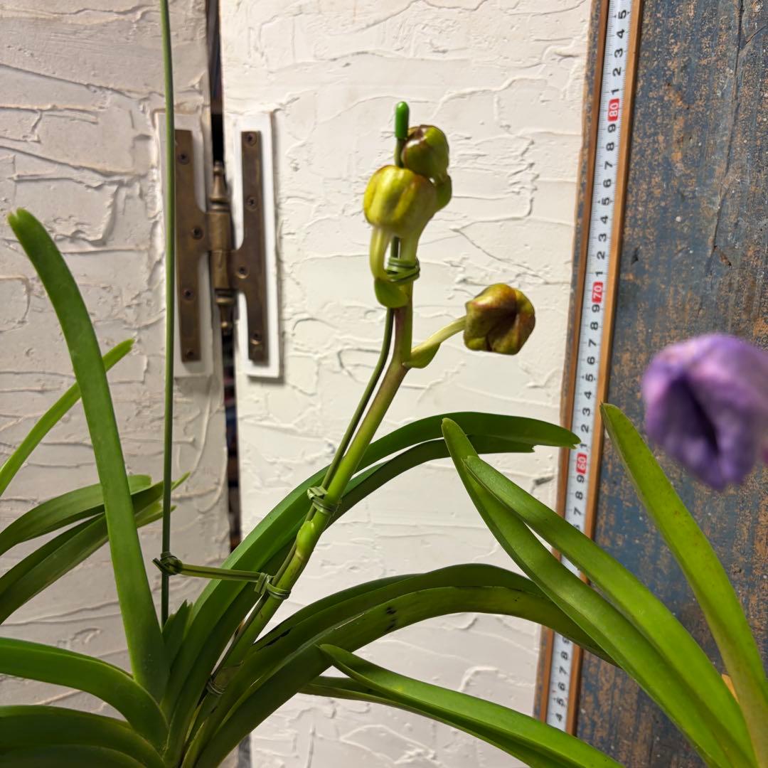 【特選】　洋蘭　バンダ　4種4株 サンチャイゴールドスポット