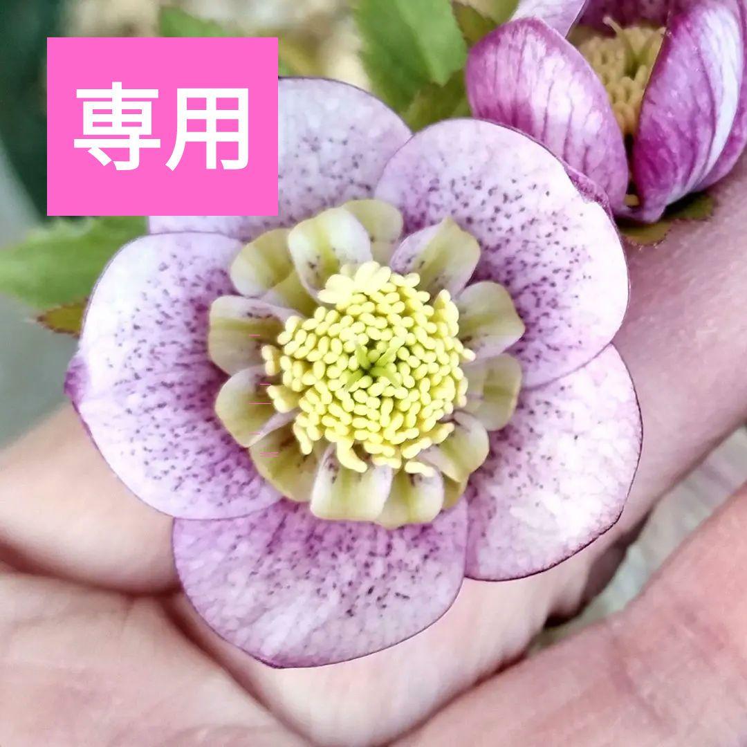 専用　お取り置き