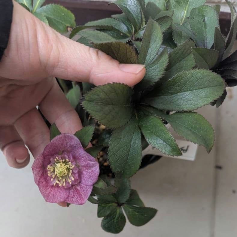 専用　お取り置き