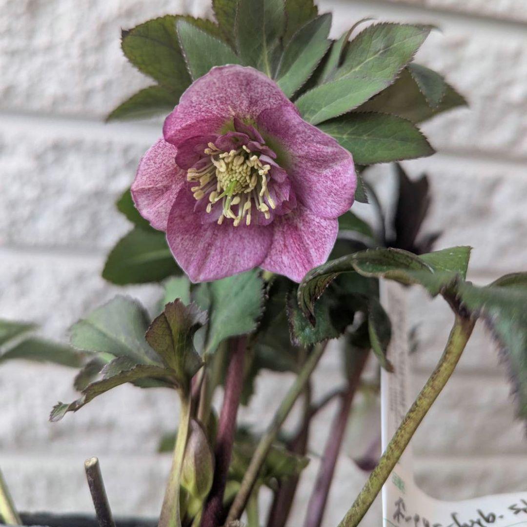 専用　お取り置き