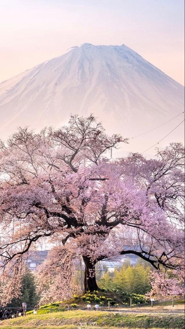希少 M t.Fu ji 富士山 溶岩石　ブレスレット