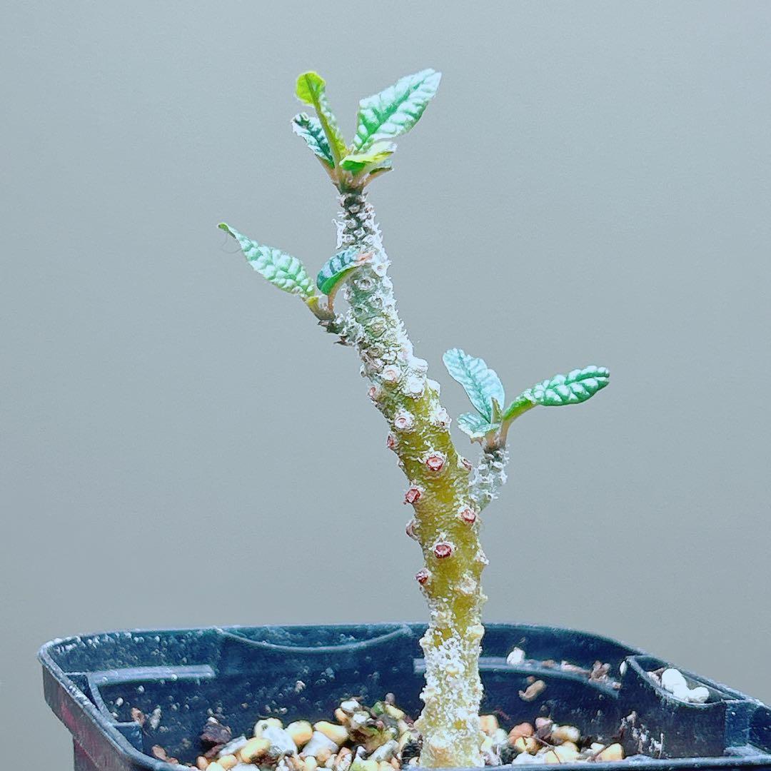 【早い者勝ち★発根済】　ドルステニア ギガス ブラータ 短葉 シルバーリーフ